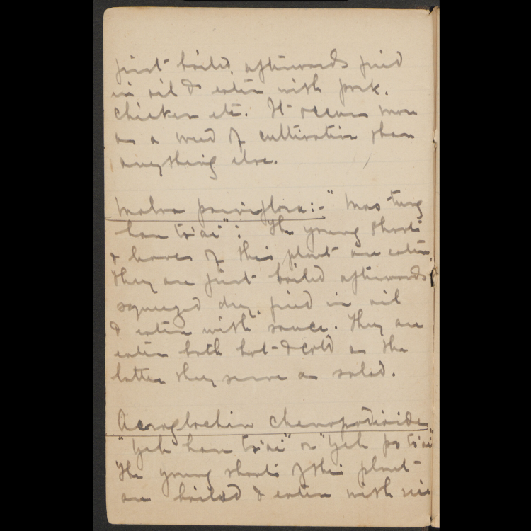 Arnold Arboretum Horticultural Library: Botanical Exploration Papers